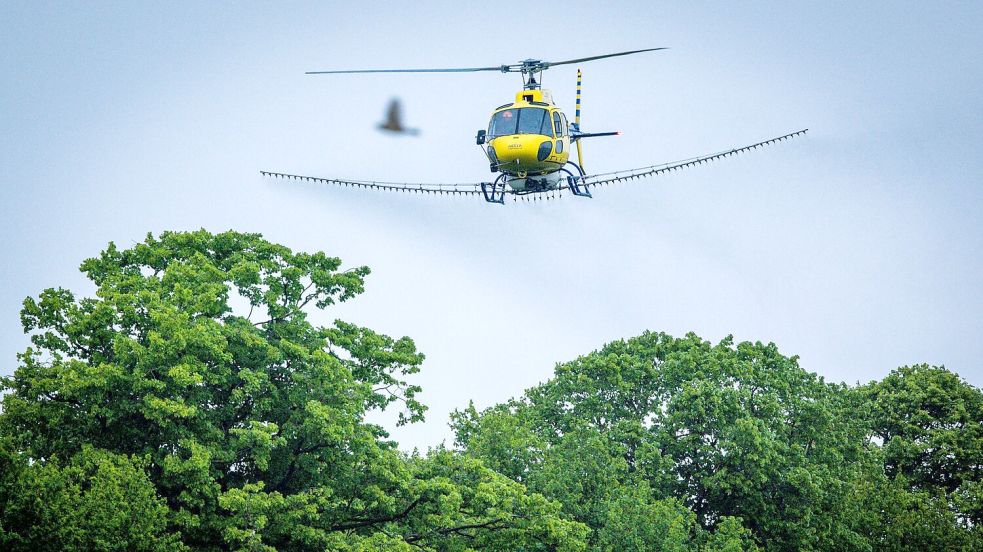 Ein Spezialhubschrauber versprüht über einer Allee ein biologisches Insektizid gegen den Eichenprozessionsspinner. Foto: Jens Büttner