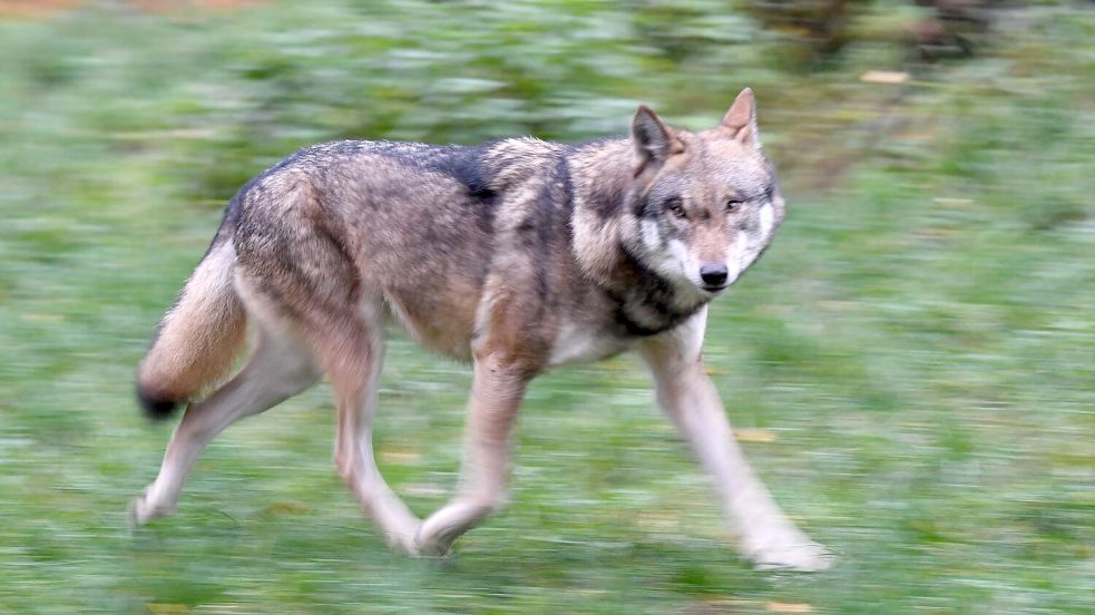 Laut Polizei hat der Wolf eine Frau gebissen und verletzt. (Symbolbild) Foto: Carsten Rehder