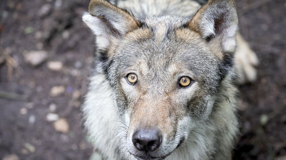 Vor dem Angriff auf eine Frau in Hamburg-Altona streifte der Wolf durch den Westen Hamburgs. (Symbolbild) Foto: Christian Charisius