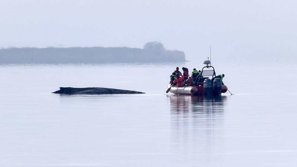 Immer wieder hatten sich Meeresschützer ein Bild vom Zustand des Wals gemacht. Foto: Marcus Golejewski