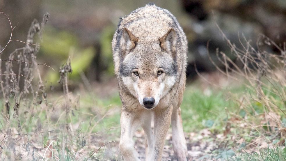 In Niedersachsen leben mehr als 500 Wölfe. (Symbolbild) Foto: Julian Stratenschulte