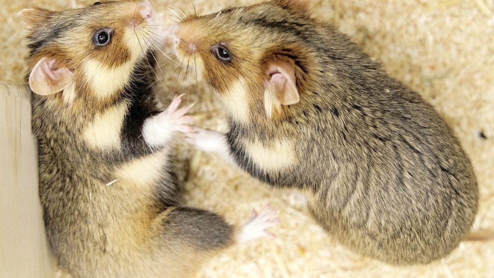 Geht das gut? Ein paarungsbereites Weibchen und ein ausgewähltes Männchen sollen für Feldhamster-Nachwuchs sorgen. Foto: David Ebener
