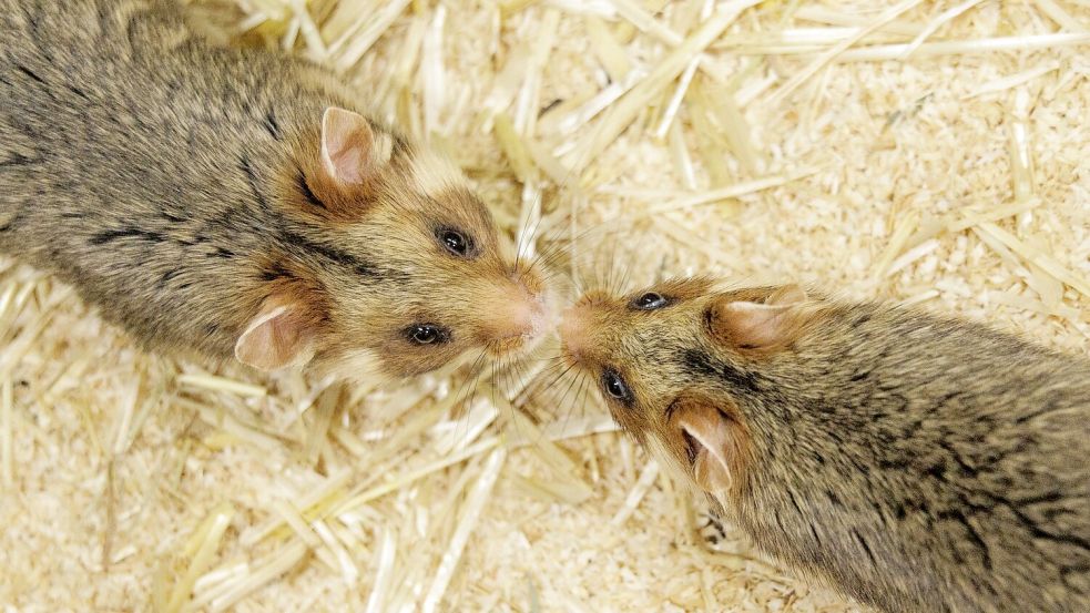 Ein Weibchen und ein Männchen kommen sich im NRW-Artenschutzzentrum näher, in dem Feldhamstern nachgezüchtet werden. Foto: David Ebener