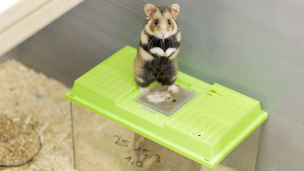 Das Weibchen ist auf die noch verschlossenen Behälter gesprungen. Sie bekundet damit ihr Interesse an dem Männchen. Foto: David Ebener