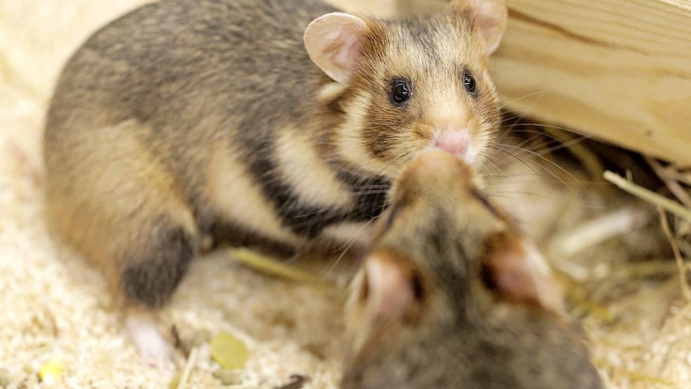 Vorsichtige Annäherung. Ein Weibchen und ein Männchen sind im NRW-Artenschutzzentrum für die Verpaarung vorgesehen. Foto: David Ebener