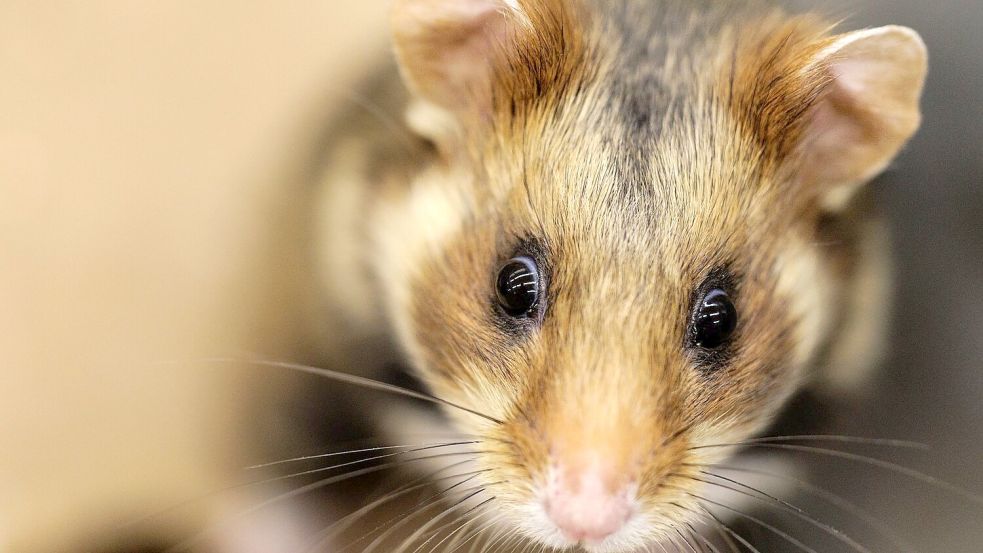 Ein einjähriger Feldhamster schaut sich in seiner Großbox im NRW-Artenschutzzentrum um. Foto: David Ebener