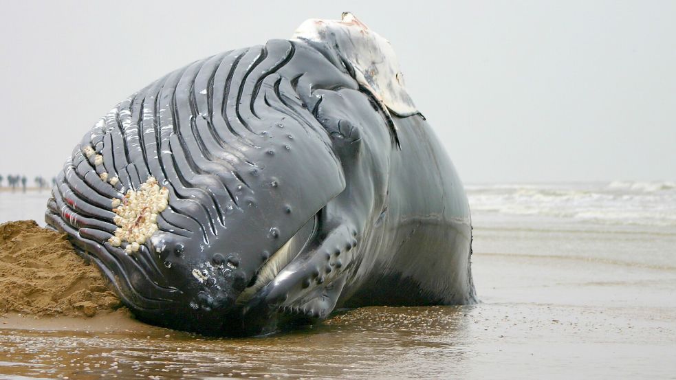Nach dem Tod eines gestrandeten Wals geht die Arbeit für die Menschen in der Regel erst richtig los. Foto: IMAGO/blickwinkel/AGAMI/B. Haasnoot