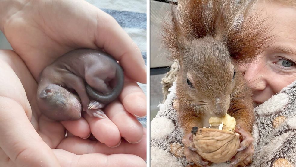 Von teilweise ganz klein an begleitet Cathrin Witte die Eichhörnchen bis sie soweit sind, zurück in die Natur zu gehen. Foto: Cathrin Witte