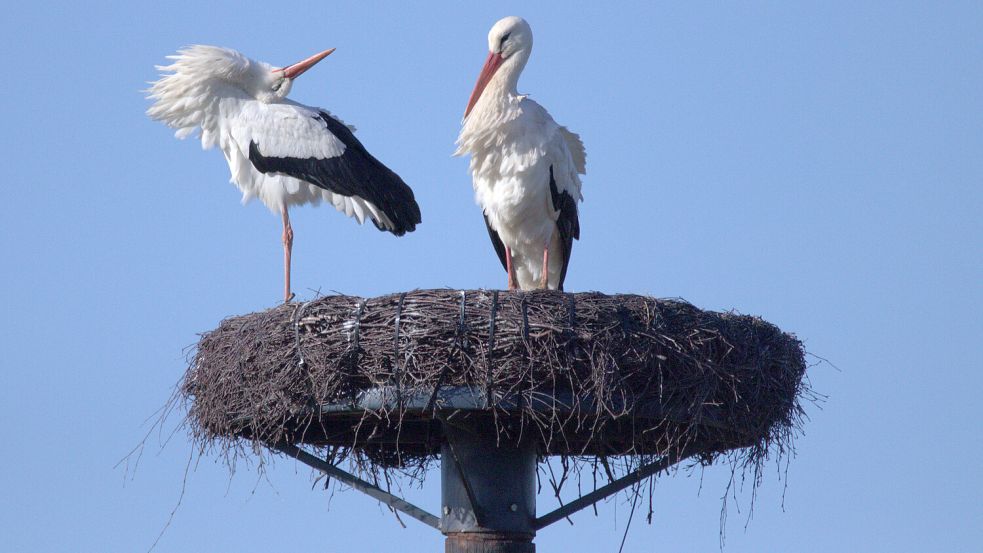 Mit einer verrenkten Körperhaltung, bei der er seinen Kopf nach hinten wirft, versucht das Leezdorfer Storchenmännchen das Weibchen zu beeindrucken. Foto: Birgit Uphoff