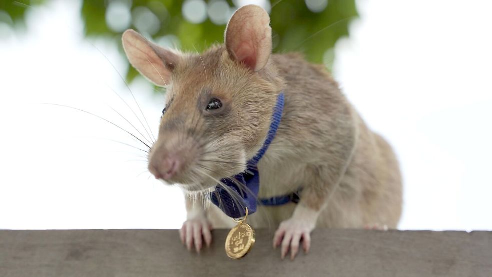 2020 bekam Magawa bereits für seine Leistungen eine spezielle Medaille - als erste Ratte überhaupt. (Archivbild) Foto: Pdsa