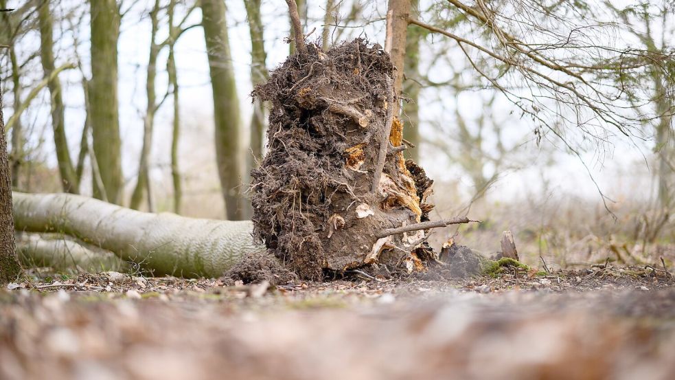 Dieser Baum stürzt südöstlich von Flensburg auf eine Gruppe Menschen. Foto: Daniel Reinhardt