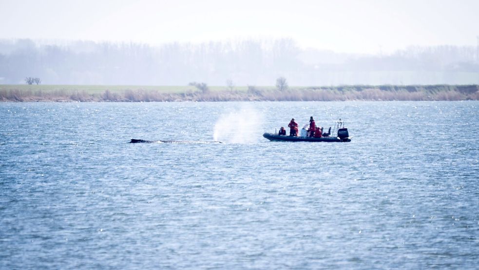 Auch nach Ostern machen sich Expertinnen und Experten ein Bild von der Situation des Wals. Foto: Philip Dulian