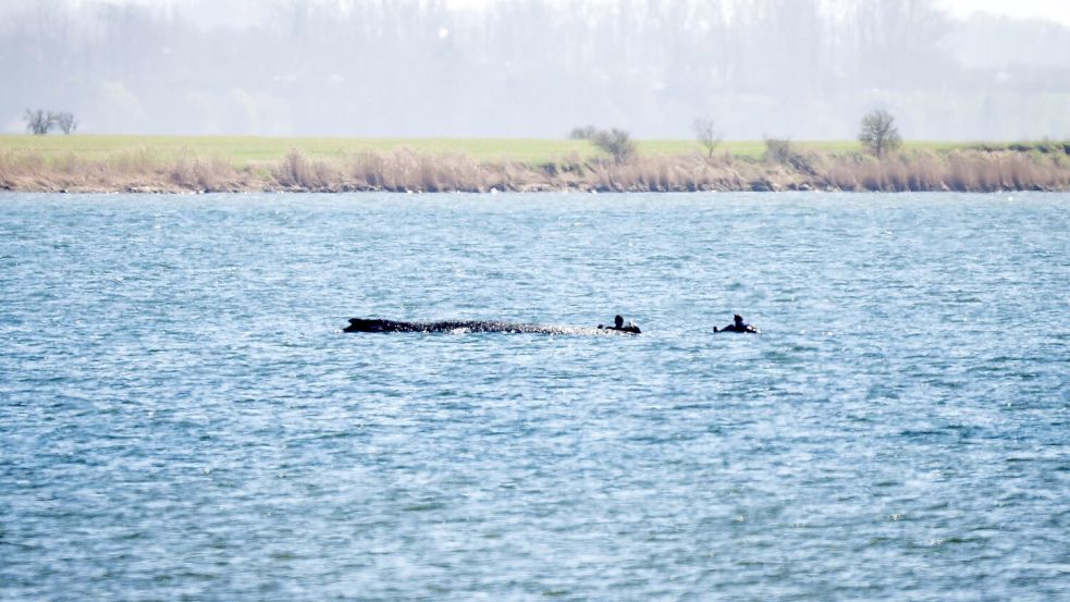 Taucher hatten tagsüber die Position des Buckelwals überprüft. Foto: Philip Dulian