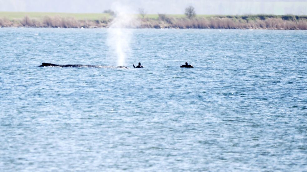 Der Buckelwal Timmy kann vermutlich nicht gerettet werden. Foto: Philip Dulian