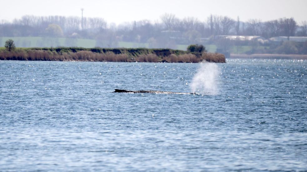 Der Buckelwal Timmy kann vermutlich nicht gerettet werden. Foto: Philip Dulian