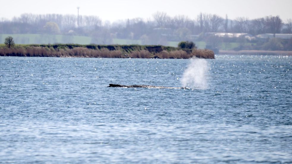 Der Buckelwal stößt noch immer Atemluft aus. Foto: Philip Dulian