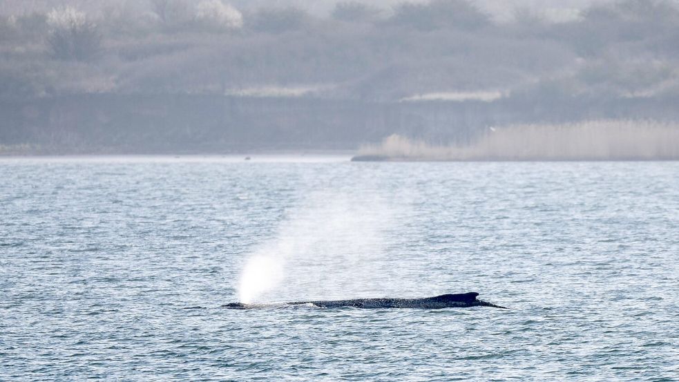 Der in der Ostsee liegende Wal beschäftigt seit Tagen Menschen in zahlreichen Ländern. (Archivbild) Foto: Philip Dulian