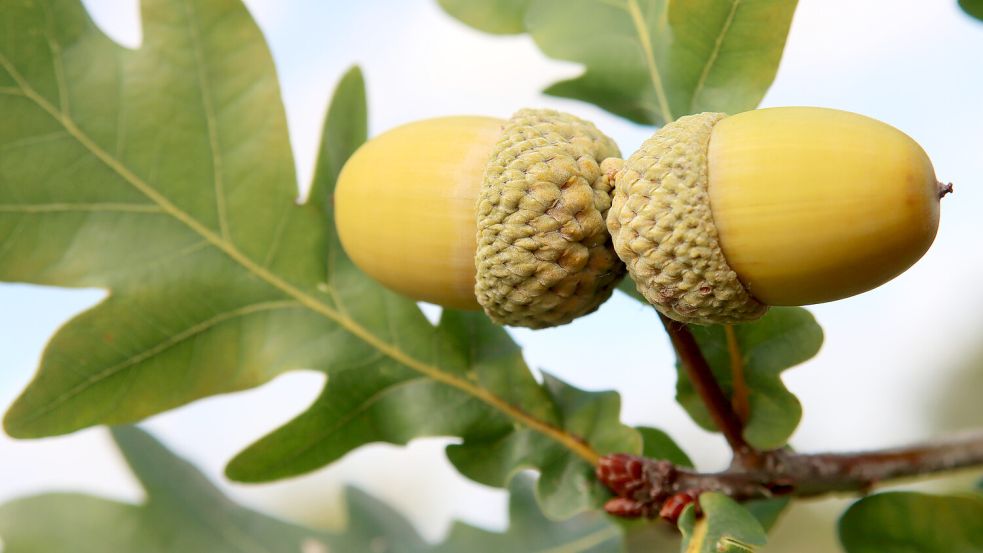 Eichen gehören zum ästhetischen Grundwortschatz der deutschen Kultur. Foto: picture alliance/CHROMORANGE/Rüdiger Rebmann