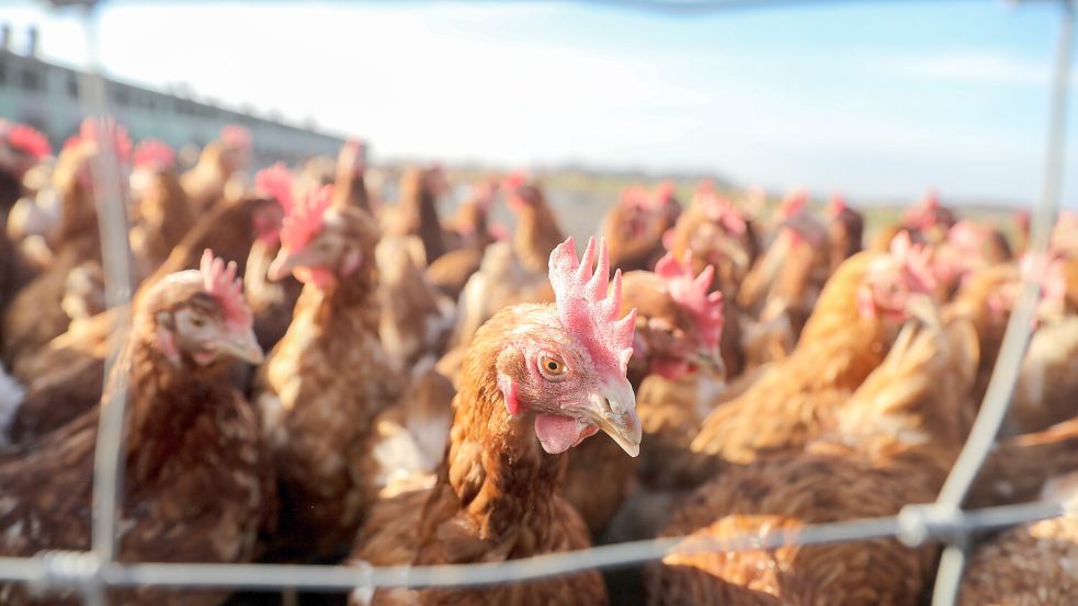 Hühner stehen auf dem Freigelände eines Geflügelhofs. Foto: DPA