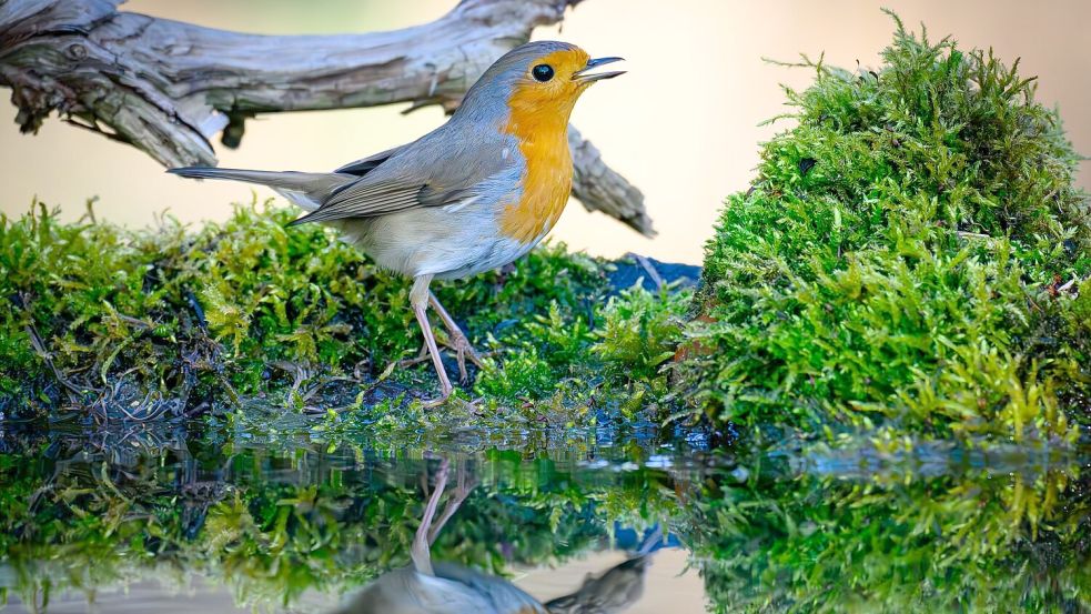 Der Gesang des Rotkehlchens ist eine Abfolge hoher Töne, die laut Nabu in einer perlenden Strophe enden. (Symbolbild) Foto: Patrick Pleul