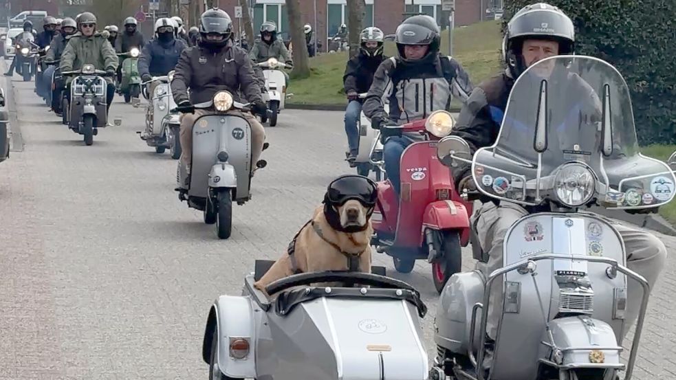 Auch vierbeinige Beifahrer sind bei der Fahrt erlaubt. Foto: Lasse Paulsen