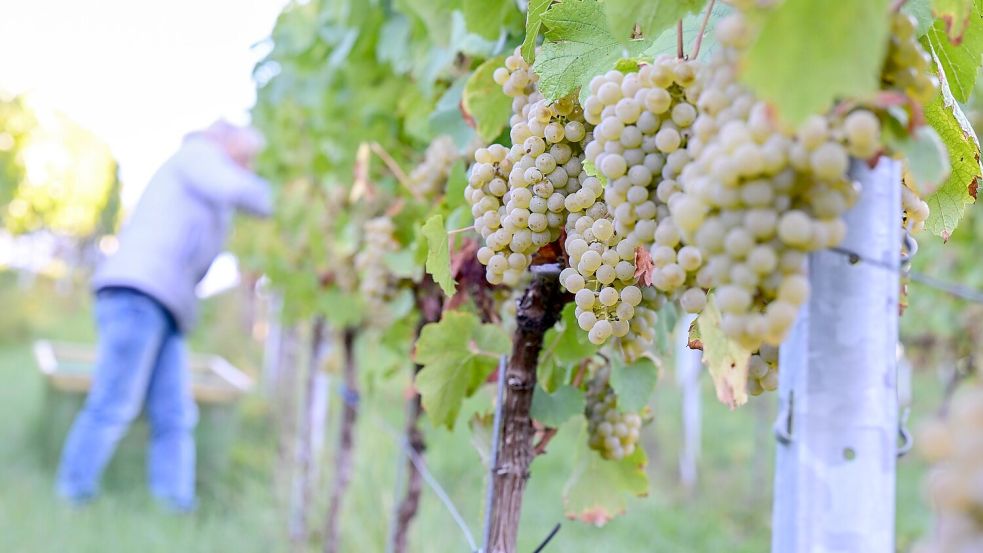 Der Chardonnay-Anbau hat 2025 unter den konventionellen Rebsorten am stärksten zugelegt. (Archivbild) Foto: Bernd Weißbrod