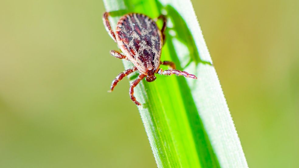 Je nach Areal sind 5 bis 50 Prozent der Zecken in Deutschland mit Borreliose infiziert. Foto: Patrick Pleul