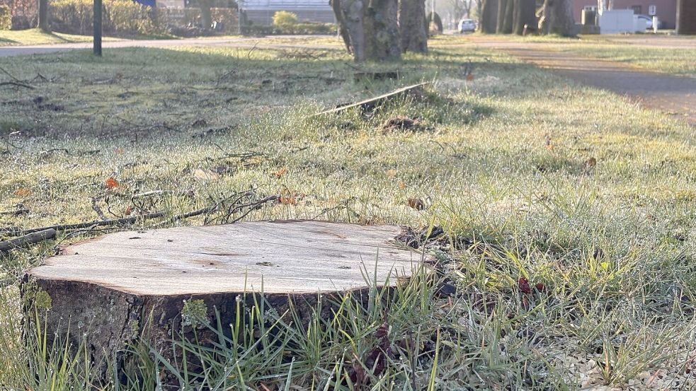 Nur noch der Stumpf bleibt als Zeuge: Gleich mehrere betagte Bäume mussten in der Eichenallee in Ihlowerfehn und an weiteren Standorten weichen. Foto: Christin Wetzel