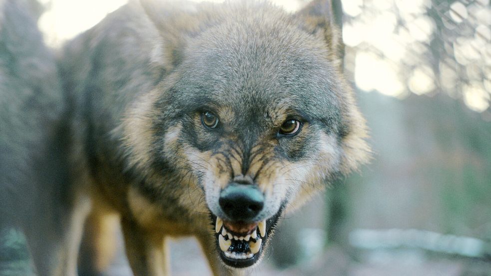 Der hat auch nur Angst: Ein europäischer Wolf fletscht die Zähne. Foto: Picture Alliance/Blickwinkel