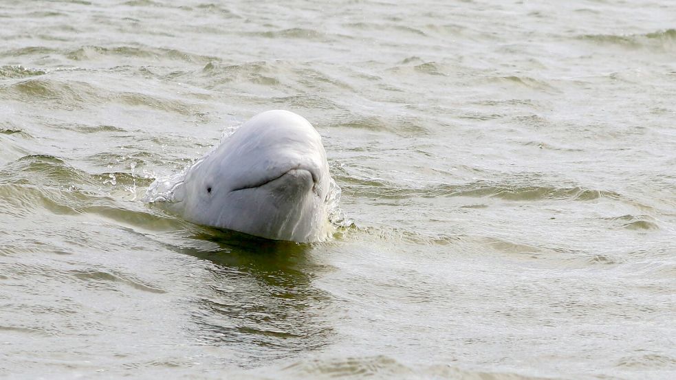 Für Beobachterinnen und Beobachter an der Flensburger Förde besteht derzeit die seltene Gelegenheit, einen Weißwal zu sichten. Foto: unsplash/Charlotte Collins