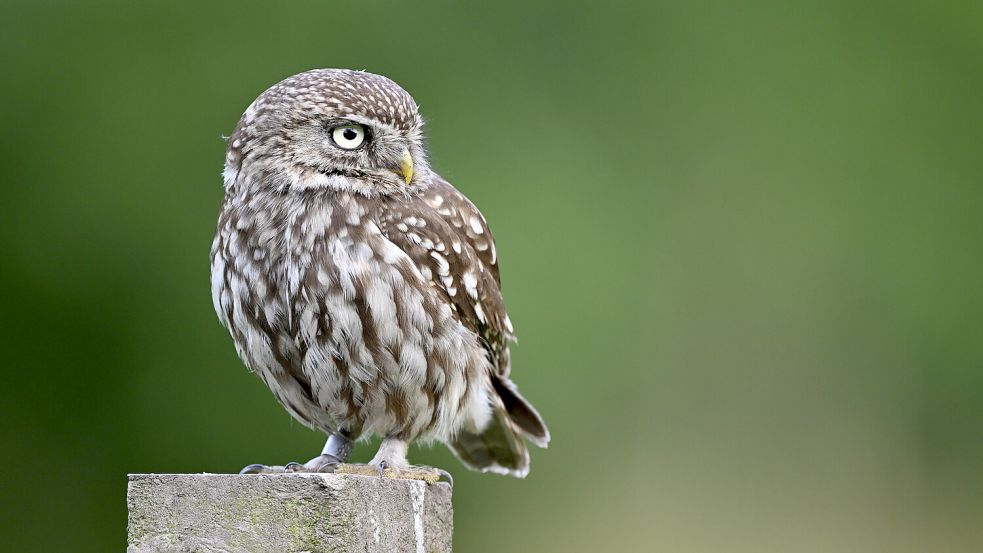 Der Steinkauz ist mit 20 Zentimeter Körpergröße die drittkleinste Eulenart in Mitteleuropa. Foto: Michael Vogelsang