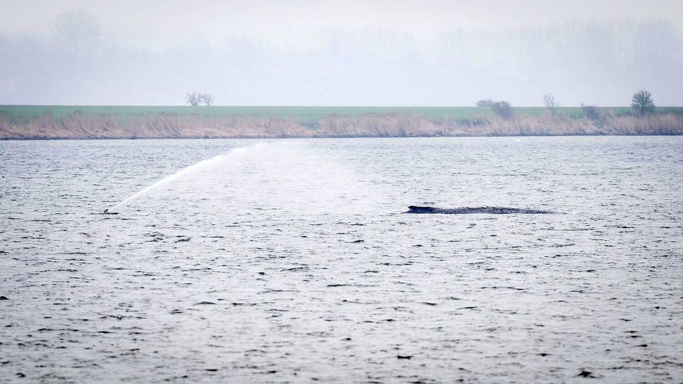 Der Wal liegt seit Tagen vor der Insel Poel. (Archivbild) Foto: Philip Dulian