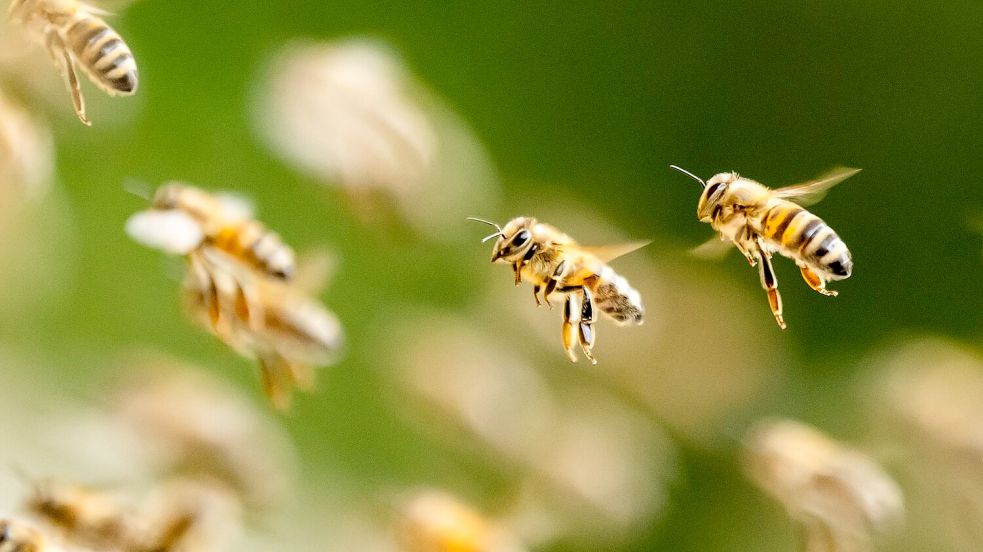 Ein riesiger Bienenschwarm ist durch eine israelische Kleinstadt gezogen. (Symbolbild) Foto: Silas Stein