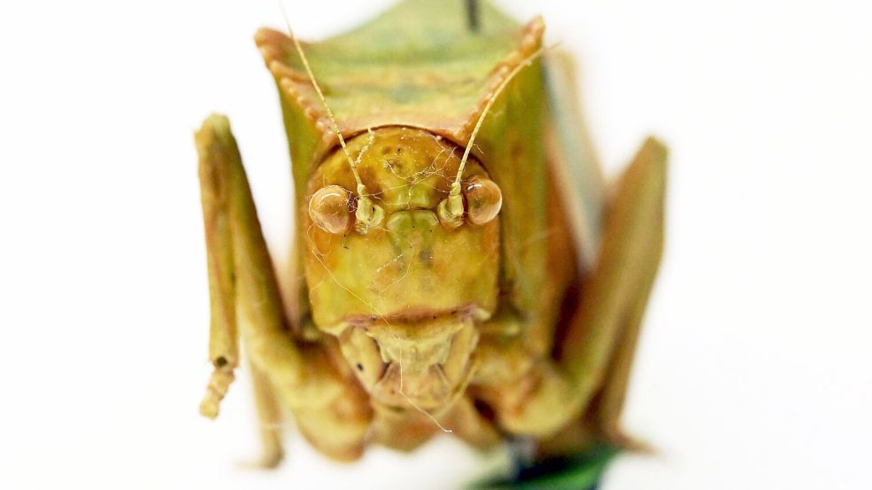 Riesenblattschrecken zählen zu den größten Insekten der Welt. Foto: Uli Deck