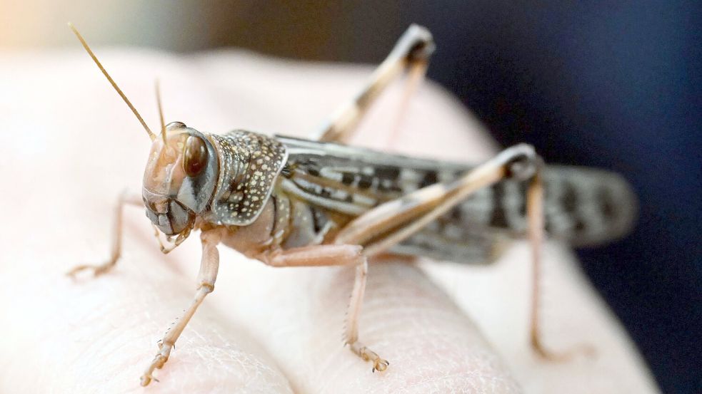 Wanderheuschrecken dienen hierzulande häufig als Futtertiere. Foto: Uli Deck