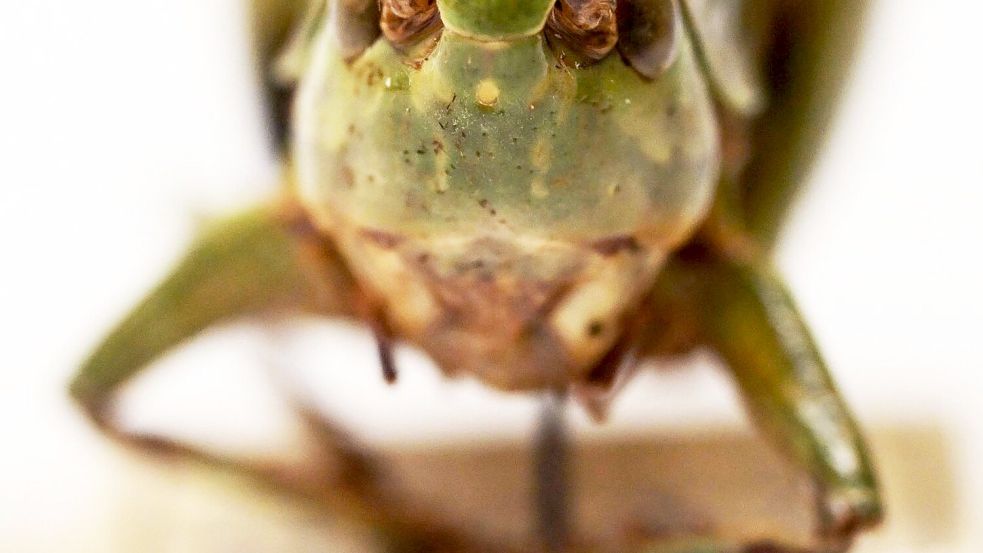 Bei genauer Betrachtung kann man das Gesicht des Warzenbeißers gut erkennen. Foto: Uli Deck