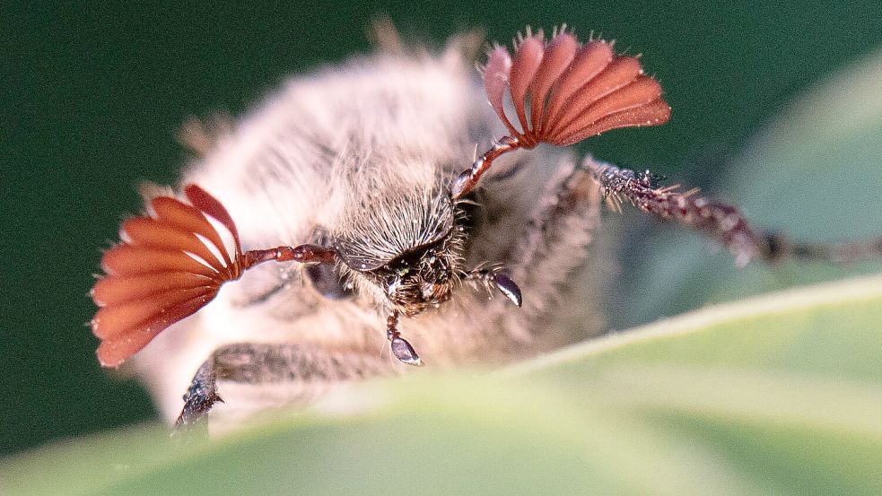 Maikäfer profitieren von den trockenen Bedingungen im Hessischen Ried. (Archivbild) Foto: Boris Roessler