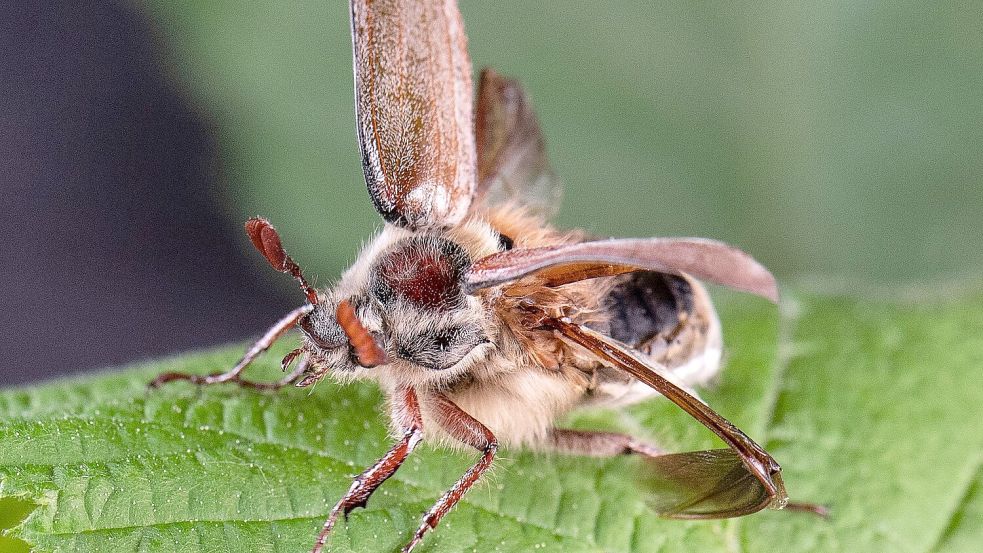 Erwachsene Käfer fressen die frischen Blätter von Laubbäumen. (Archivbild) Foto: Boris Roessler