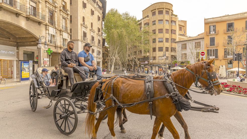 Zwei Kutschpferde im Einsatz in Palma. Foto: dpa/robertharding/Frank Fell