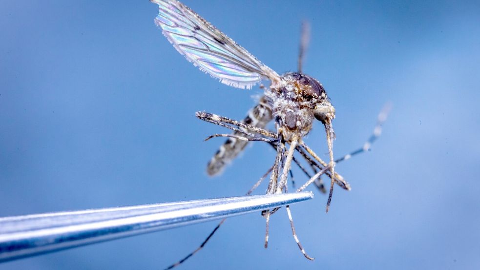 In Island wurden erstmals Stechmücken entdeckt. (Illustration) Foto: Jens Büttner
