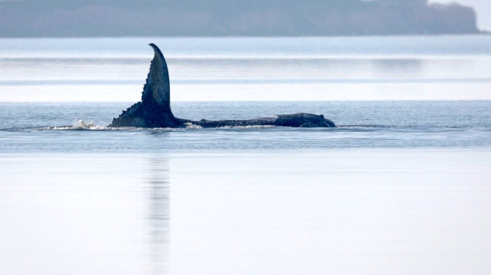 Der Buckelwal liegt seit mehreren Tagen vor der Insel Poel fest. Foto: Jens Büttner