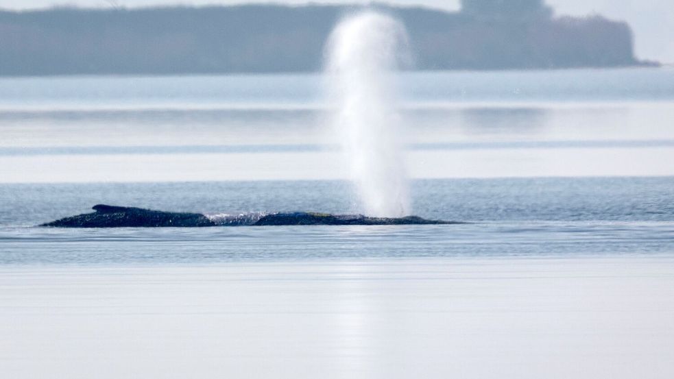 Der Buckelwal vor der Insel Poel bläst Luft aus. Foto: Jens Büttner