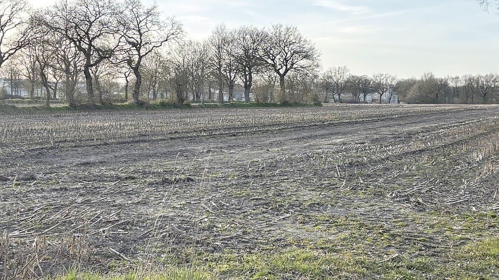 Bei der Erweiterung in Schirum geht es unter anderem um diese Flächen nördlich des Langfeldweges. Im Hintergrund sind die Hallen des Gebietes Schirum I zu sehen. Foto: Karin Böhmer