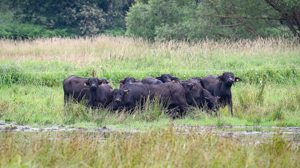 Eine mögliche Bewirtschaftung für nasse Flächen bieten Wasserbüffel, die mit dem feuchten Untergrund gut zurechtkommen. (Archivbild) Foto: Bernd von Jutrczenka/dpa