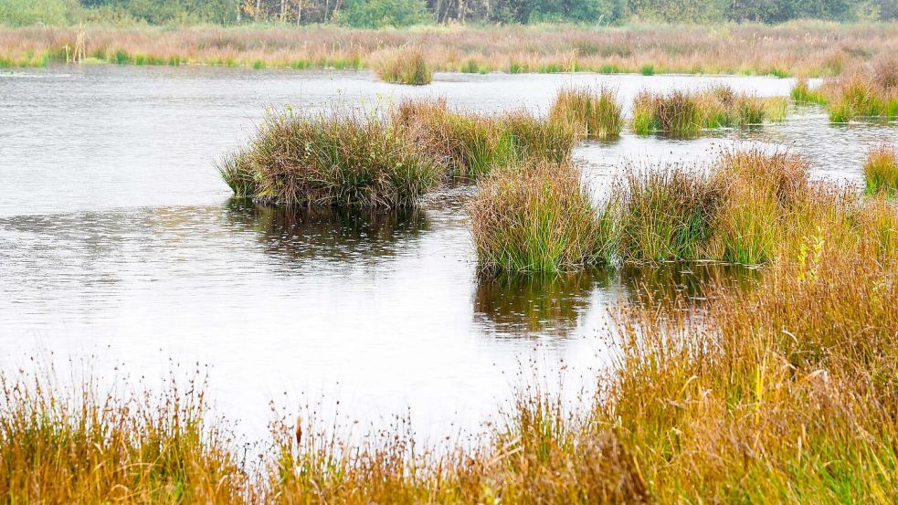 Die Wiedervernässung von Mooren, wie hier in Schleswig-Holstein, soll Treibhausgase im Boden halten. (Archivbild) Foto: Frank Molter