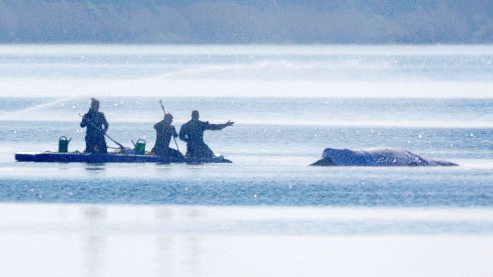 Am Freitag lief die private Rettungsaktion des vor der Ostsee-Insel Poel gestrandeten Buckelwals weiter auf Hochtouren. Foto: Jens Büttner