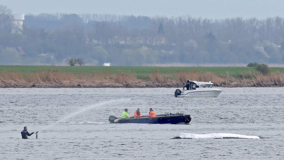 Die Rettungsaktion läuft, aber der Wal sollte am Samstag nicht mehr transportiert werden. Foto: Bernd Wüstneck