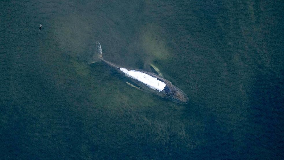 Von einem Flugzeug aus sind der Buckelwal und die Tücher auf seinem Rücken gut zu sehen. Foto: Stefan Sauer