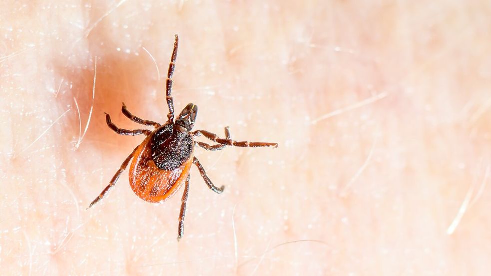 Der Gemeine Holzbock ist die häufigste Zeckenart in Deutschland und auch die, die hauptsächlich FSME und Borreliose auf den Menschen übertragt. (Archivbild) Foto: Patrick Pleul