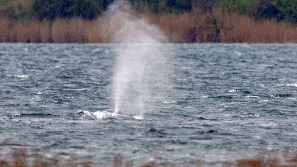 Später schien es so, als ob er erneut festsitzt. Foto: Jens Büttner